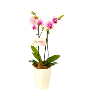 Orquidea Mediana dos tallos Rose Star en matera plastica decorativa (Altura aprox 40/45cms) (MP)