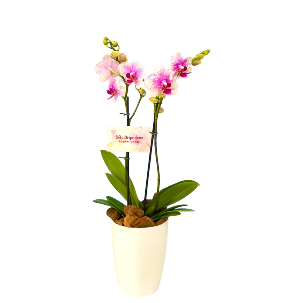 Orquidea Mediana dos tallos Rose Star en matera plastica decorativa (Altura aprox 40/45cms) (MP)