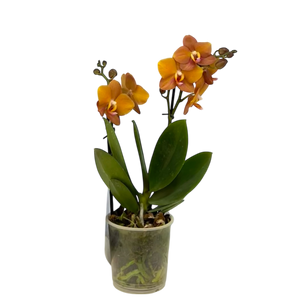 Orquidea Mediana dos tallos Ambar sin matera decorativa (ALTURA APROX.40/50CMS) (SM)
