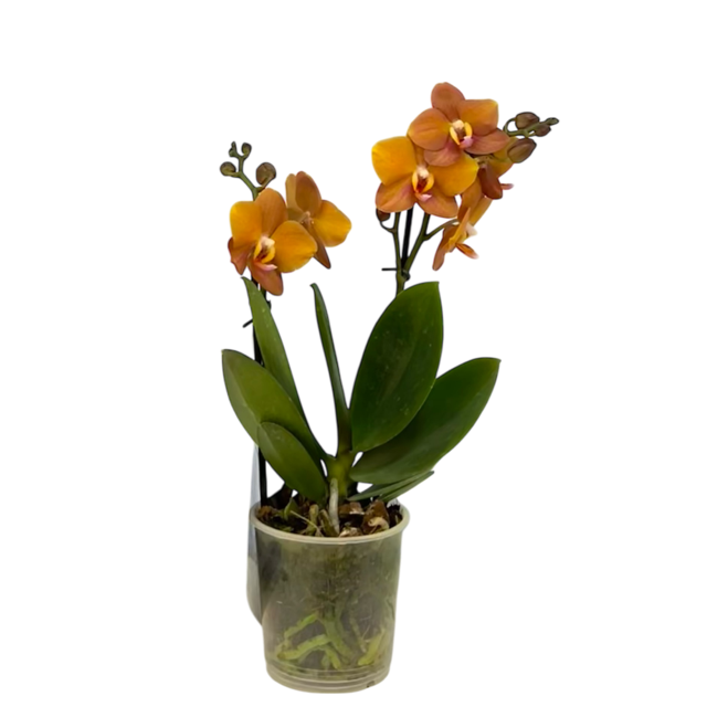 Orquidea Mediana dos tallos Ambar sin matera decorativa (ALTURA APROX.40/50CMS) (SM)
