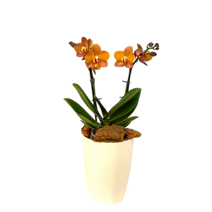 Orquidea Mediana dos tallos Ambar en matera plastica decorativa (Altura aprox 40/45cms) (MP)