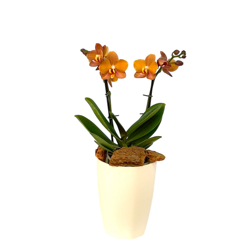 Orquidea Mediana dos tallos Ambar en matera plastica decorativa (Altura aprox 40/45cms) (MP)