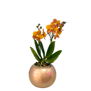 Orquidea Mediana dos tallos Ambar en matera ceramica decorativa (Altura aprox 40/45cms) (MC)