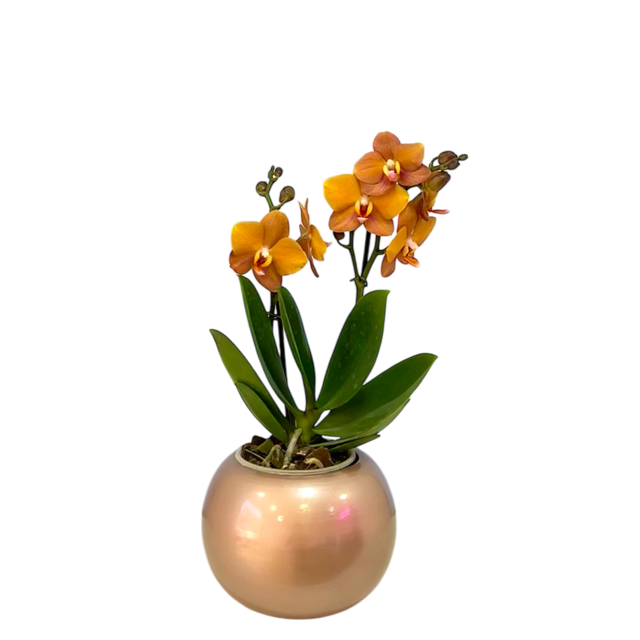 Orquidea Mediana dos tallos Ambar en matera ceramica decorativa (Altura aprox 40/45cms) (MC)