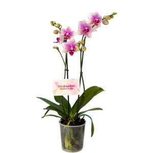 Orquidea Mediana dos tallos Rose Star sin matera decorativa (ALTURA APROX.40/50CMS) (SM)