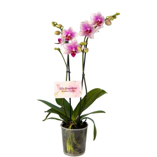 Orquidea Mediana dos tallos Rose Star sin matera decorativa (ALTURA APROX.40/50CMS) (SM)