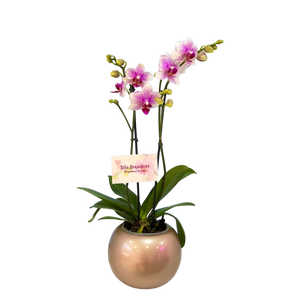 Orquidea Mediana Rose Star en Matera Ceramica decorativa (MC)