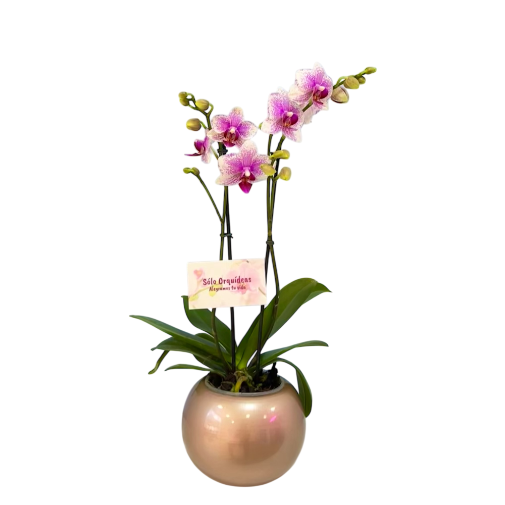 Orquidea Mediana Rose Star en Matera Ceramica decorativa (MC)