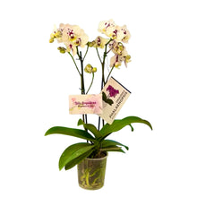 Cargar imagen en el visor de la galería, Orquidea Mediana dos tallos Perla Imperial sin matera decorativa (ALTURA APROX.40/50CMS) (SM)
