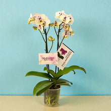 Cargar imagen en el visor de la galería, Orquidea Mediana dos tallos Perla Imperial sin matera decorativa (ALTURA APROX.40/50CMS) (SM)
