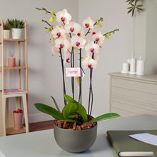 Cargar imagen en el visor de la galería, Arreglo 4 o 6 varas de Orquideas altas Blancas boton fucsia en matera ceramica gris (AMC)
