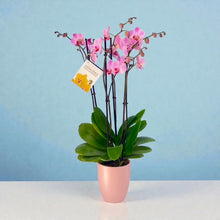Cargar imagen en el visor de la galería, Orquidea 4 tallos Rosa - Matera Plastica Deco (MP)
