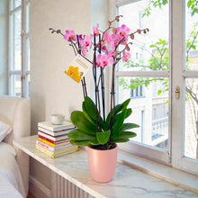 Cargar imagen en el visor de la galería, Orquidea 4 tallos Rosa - Matera Plastica Deco (MP)
