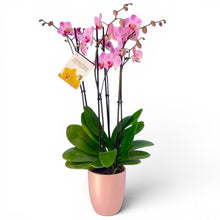 Cargar imagen en el visor de la galería, Orquidea 4 tallos Rosa - Matera Ceramica (MC)
