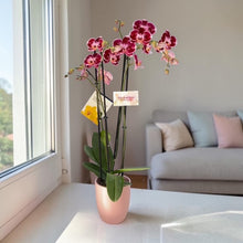 Cargar imagen en el visor de la galería, Orquidea 4 tallos Fucsia - Matera Plastica Deco (MP)
