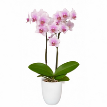 Cargar imagen en el visor de la galería, Orquidea Mediana dos tallos Rose Star en matera plastica decorativa (Altura aprox 40/45cms) (MP)
