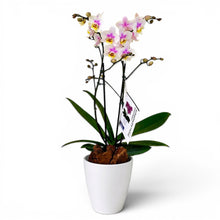 Cargar imagen en el visor de la galería, Orquidea Mediana dos tallos Cotton en matera plastica decorativa (Altura aprox 40/45cms) (MP)
