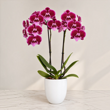 Cargar imagen en el visor de la galería, Orquidea alta dos tallos Terciopelo con matera plastica decorativa(MP)
