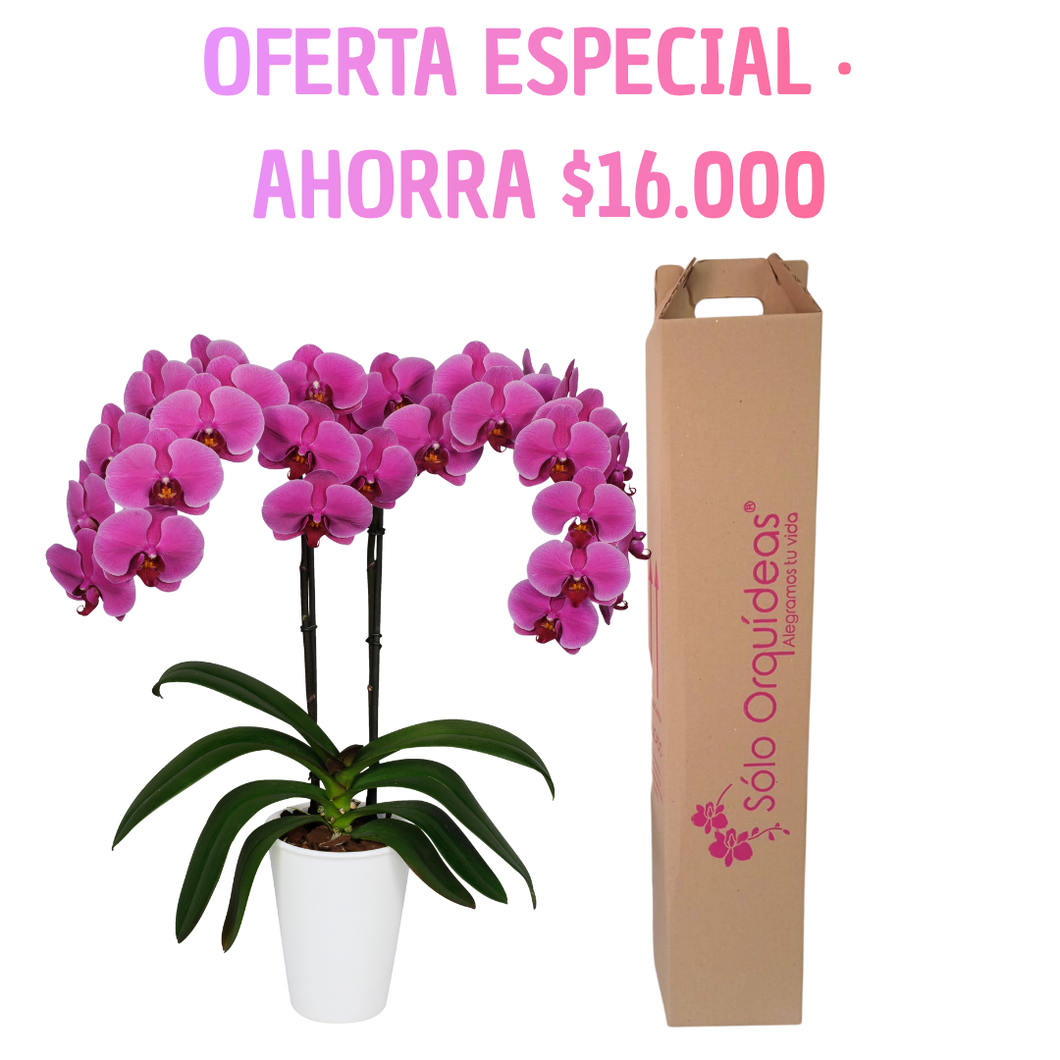 Orquidea alta dos tallos Fucsia con matera plastica decorativa(MP)