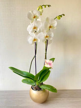 Cargar imagen en el visor de la galería, Orquidea Alta dos tallos Blanca Deluxe con matera ceramica decorativa (MC)
