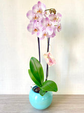 Cargar imagen en el visor de la galería, Orquidea alta dos tallos Rose Delicato con matera plastica decorativa(MP)
