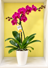 Cargar imagen en el visor de la galería, ORQUÍDEA UN TALLO MORADA - PERFECTION (MP)
