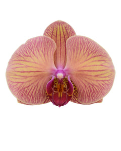 Orquidea alta dos tallos Naranja Gold incluye matera plastica decorativa (MP)