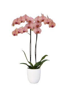 Orquidea alta dos tallos Naranja Gold incluye matera plastica decorativa (MP)