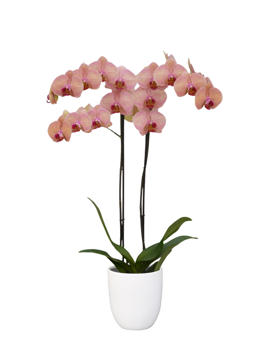Orquidea alta dos tallos Naranja Gold incluye matera plastica decorativa (MP)