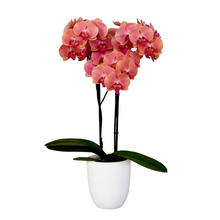 Cargar imagen en el visor de la galería, Orquidea alta dos tallos Rojo Cobre con matera plastica decorativa(MP)
