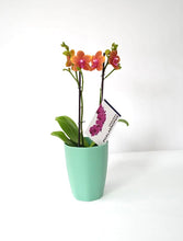 Cargar imagen en el visor de la galería, ORQUIDEA MEDIANA NARANJA + MATERA DECORATIVA PLASTICA (MP)
