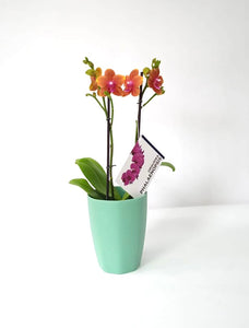 ORQUIDEA MEDIANA NARANJA + MATERA DECORATIVA PLASTICA (MP)