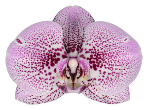 Orquidea Alta dos tallos Lila Print con matera ceramica decorativa (MC)