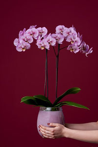 Orquidea alta dos tallos Lila Print con matera plastica decorativa(MP) (MP)