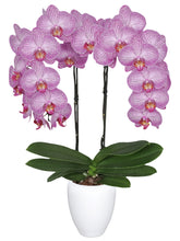 Cargar imagen en el visor de la galería, Orquidea alta dos tallos Rosa Lineas con matera plastica decorativa(MP) (MP)
