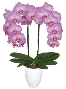 Orquidea alta dos tallos Rosa Lineas con matera plastica decorativa(MP) (MP)