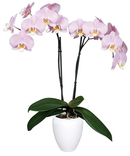 Orquidea alta dos tallos Pastel Rose con matera plastica decorativa(MP)