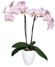 Cargar imagen en el visor de la galería, Orquidea Alta dos tallos Pastel Rose con matera ceramica decorativa (MC)
