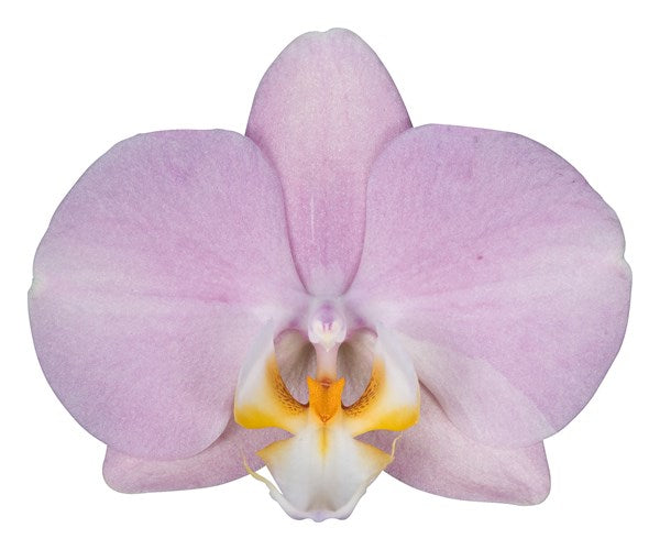 Орхидея падова фото и описание Орхидея падова фото и описание