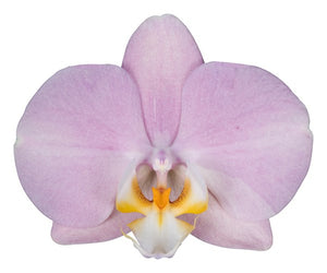 Orquidea Alta dos tallos Pastel Rose con matera ceramica decorativa (MC)