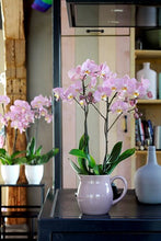 Cargar imagen en el visor de la galería, Orquidea Alta dos tallos Pastel Rose con matera ceramica decorativa (MC)

