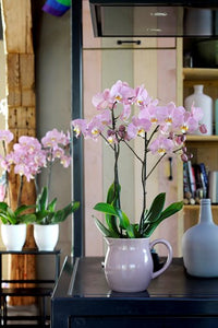 Orquidea alta dos tallos Pastel Rose con matera plastica decorativa(MP)