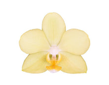 Cargar imagen en el visor de la galería, Orquidea Mediana Amarilla con matera Plastica decorativa (MP)
