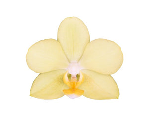 Orquidea Mediana Amarilla con matera Plastica decorativa (MP)