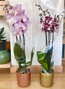 Orquidea Alta dos tallos Rose Delicato con matera ceramica decorativa (MC)