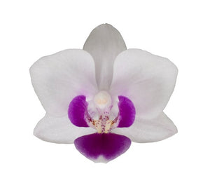 ORQUIDEA MEDIANA WHITE/FUSHA (MC)