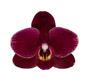 Orquidea Alta dos tallos Vino con matera ceramica decorativa (MC)