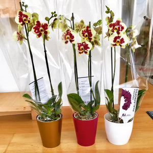 Orquidea alta dos tallos Amarilla print Burgundy con matera plastica decorativa(MP)