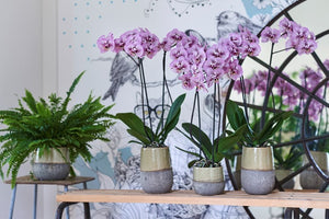Orquidea Alta dos tallos Lila Print con matera ceramica decorativa (MC)