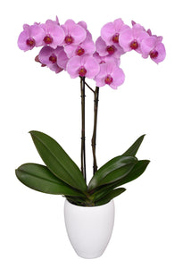 Orquidea alta dos tallos Rosa Roja con matera plastica decorativa(MP)
